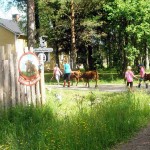 seijan-vasikkaleiri